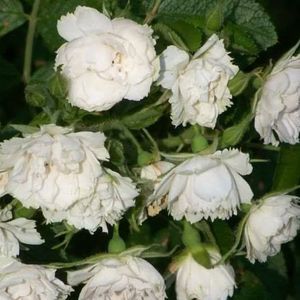 Meet your Posher, Marla